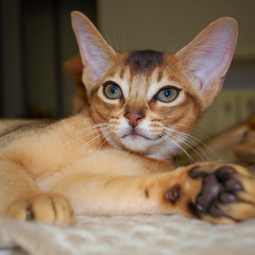 абиссинский котенок