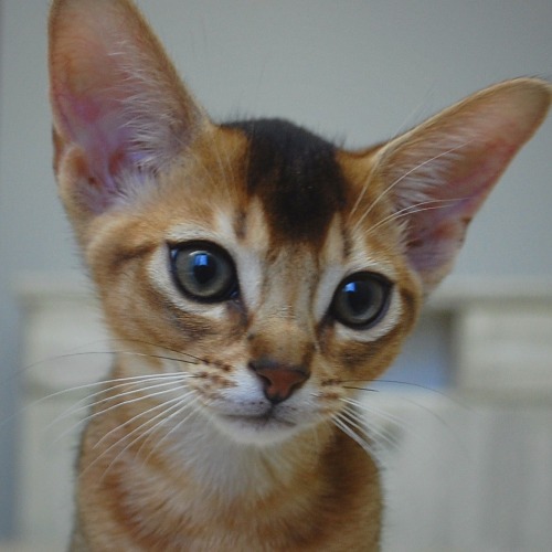 абиссинский котенок