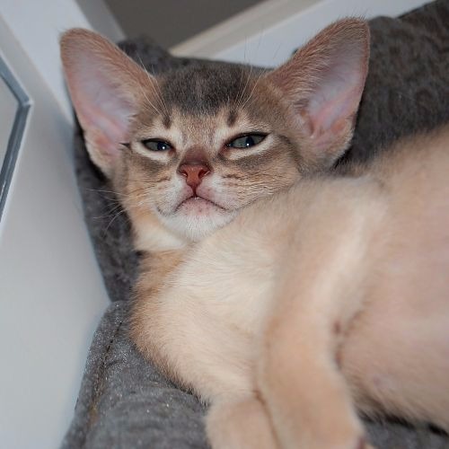 абиссинские котята в Минске