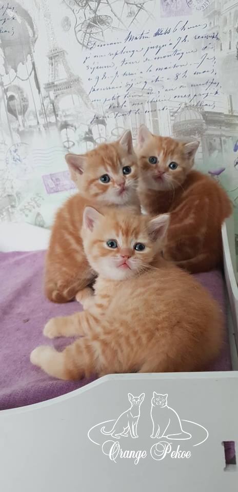 red british kittens