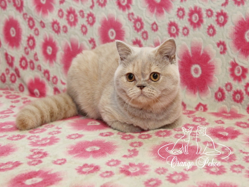 british kitten