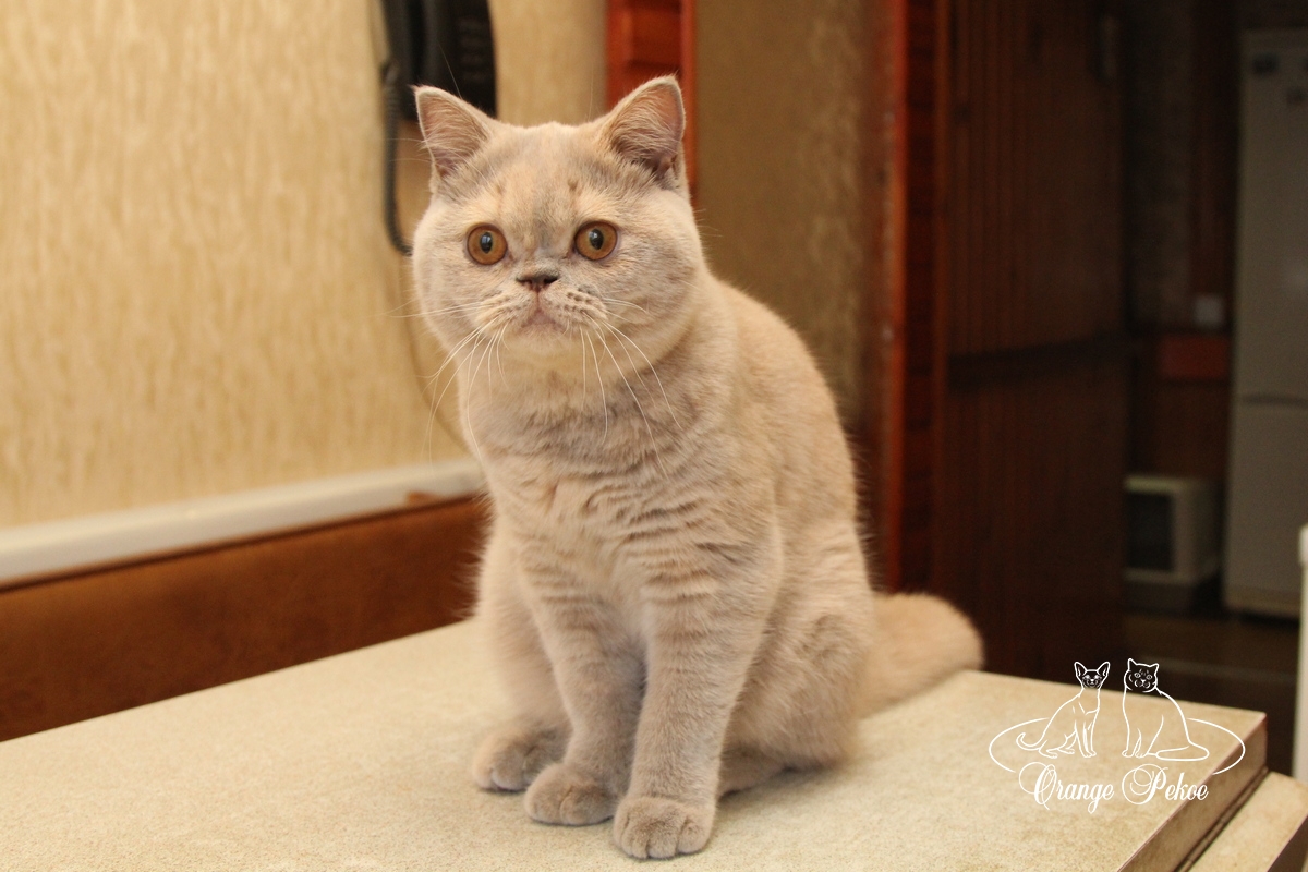 лиловокремовая британская кошка