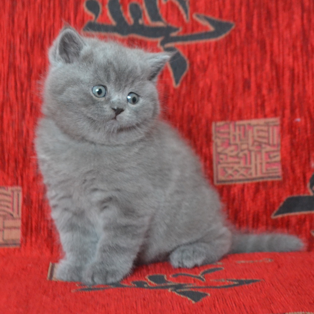 британские котята