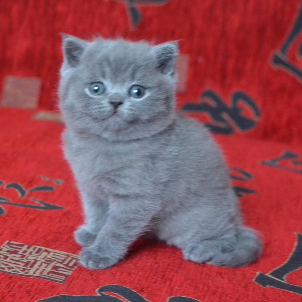британские котята