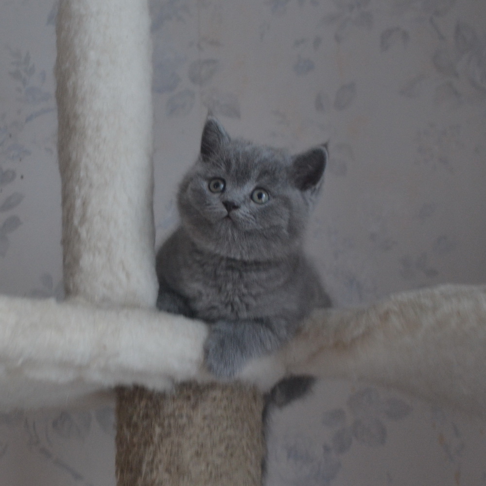британские котята