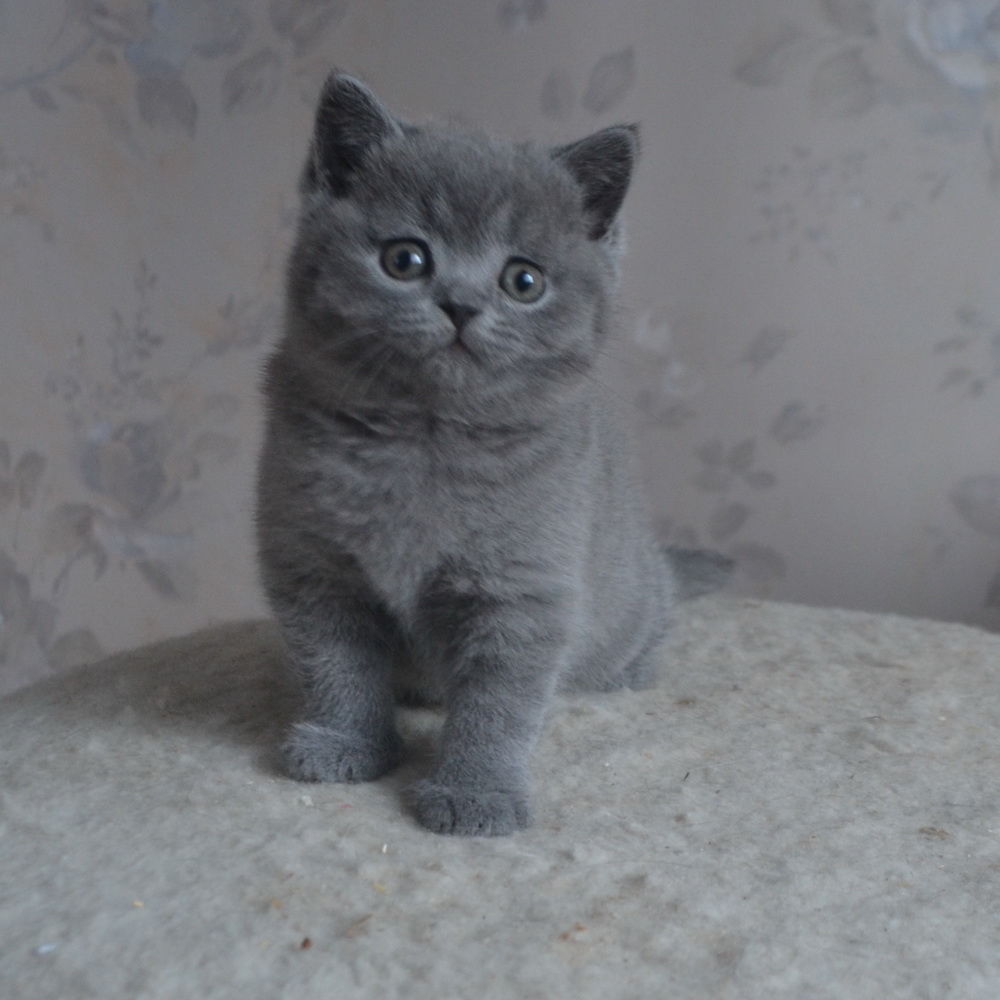 британские котята