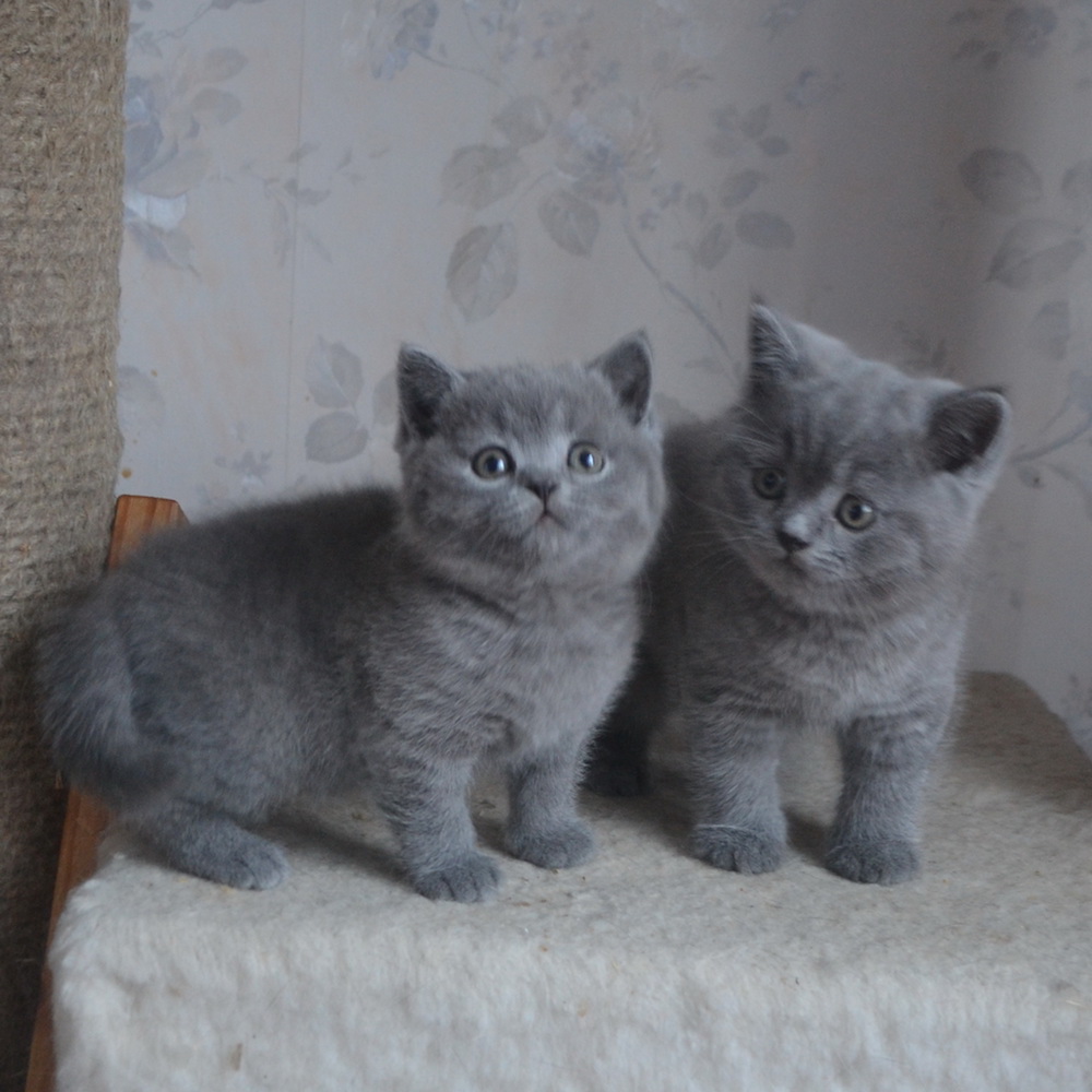 британские котята