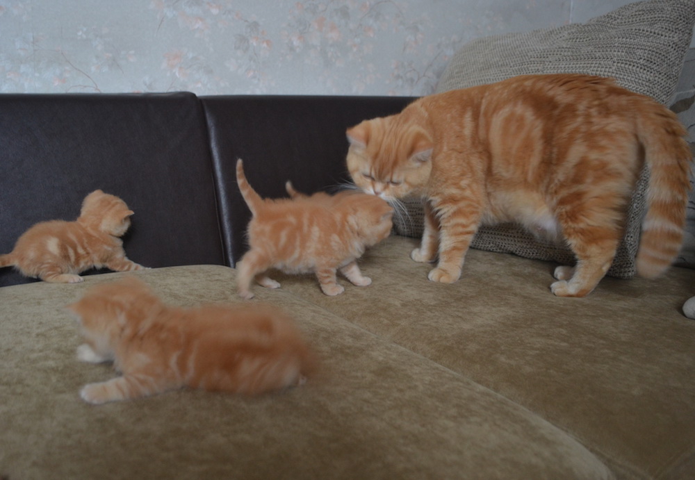 британские котята