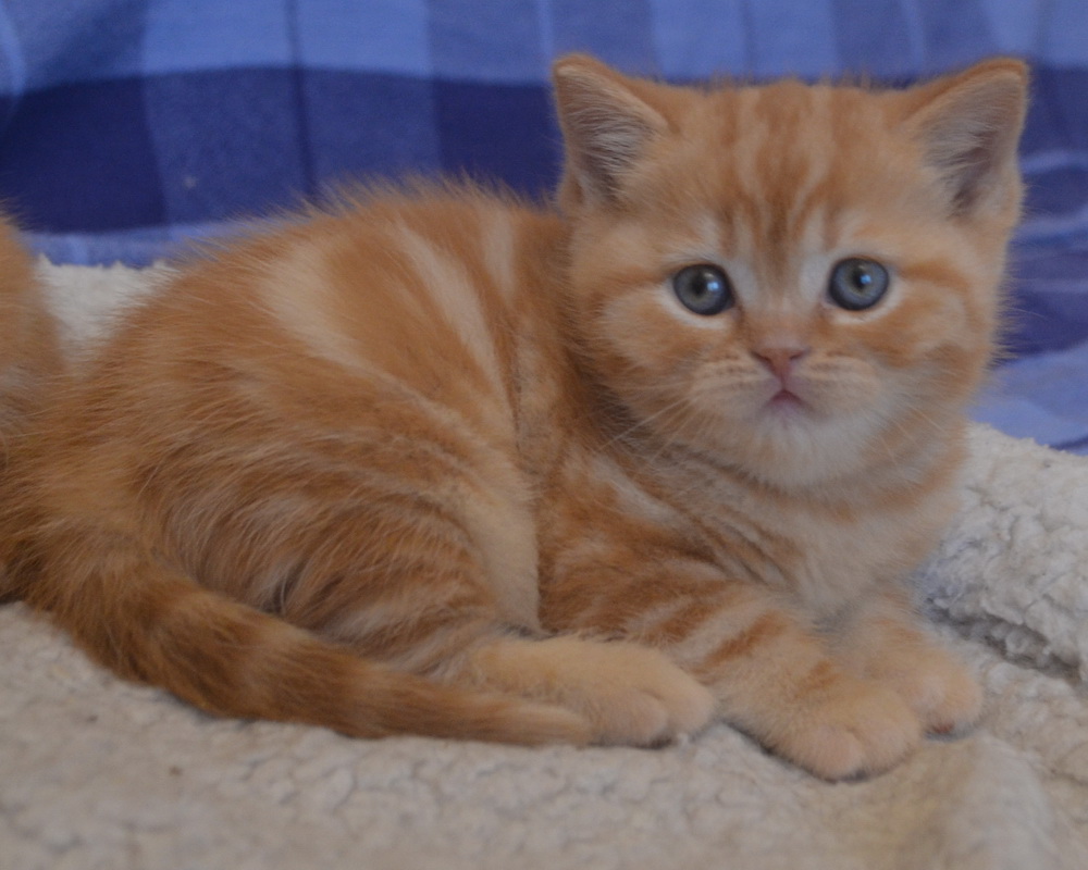 британский котенок