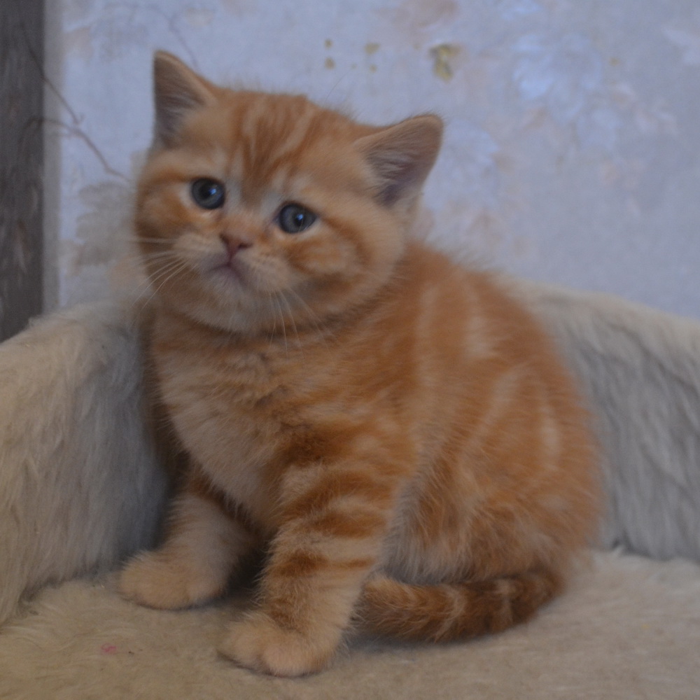 британский котенок