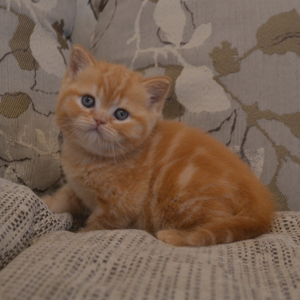 британский котенок