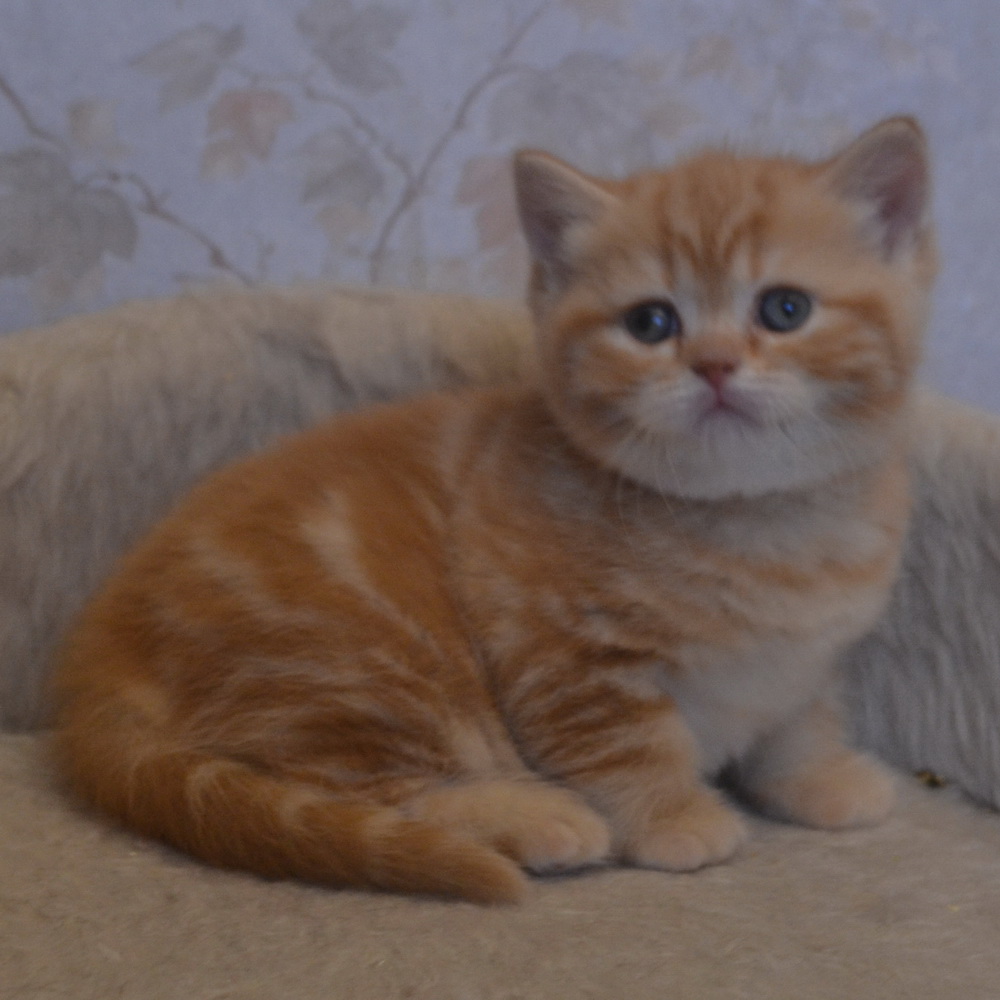 британский котенок