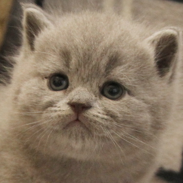 brittish kittens