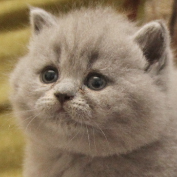 brittish kittens