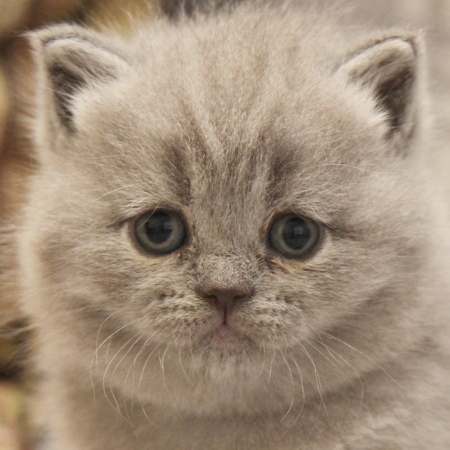 brittish kittens