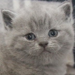 brittish kittens