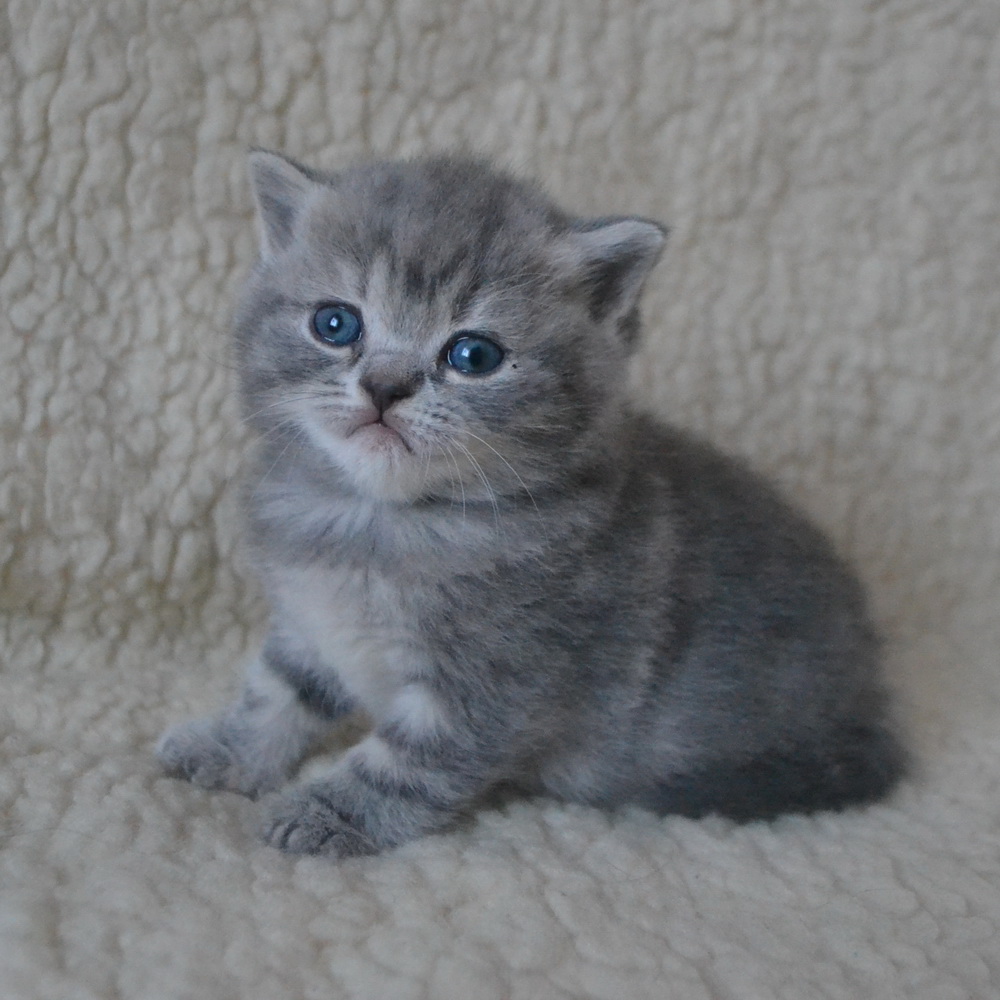 британский котенок