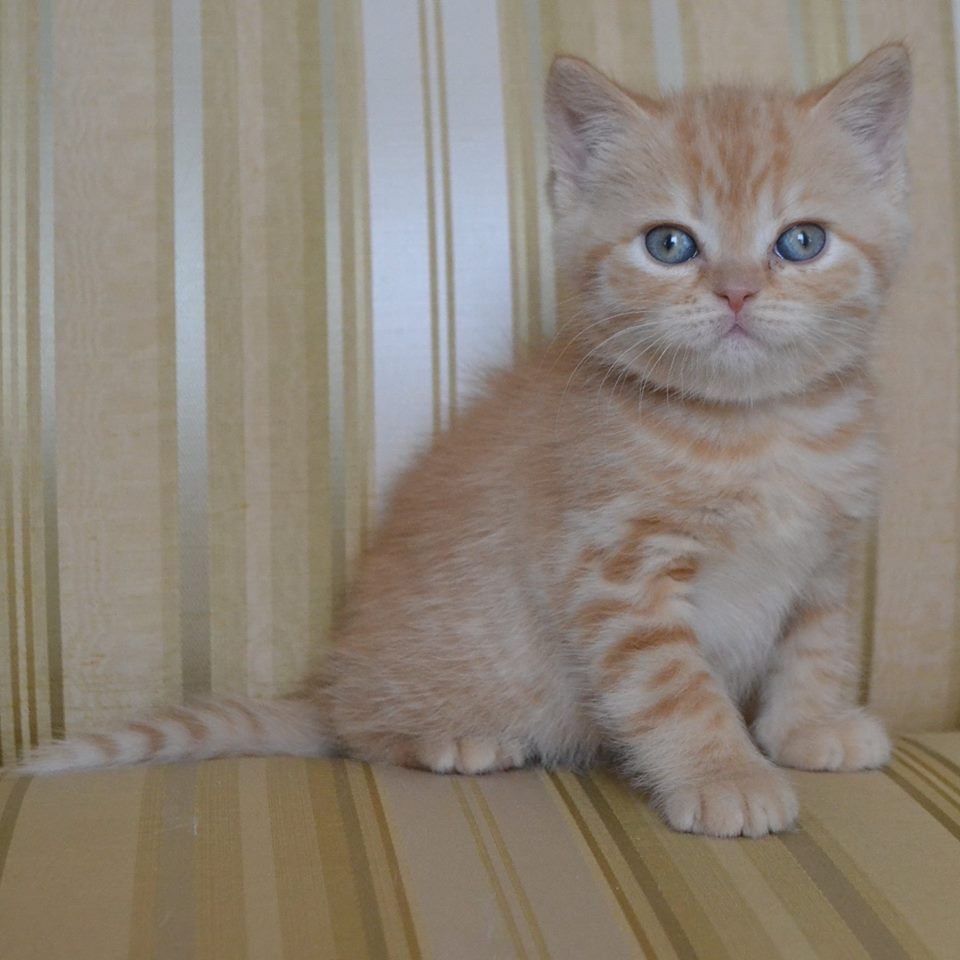 Марта