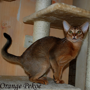 Orange Pekoe G'Pippi