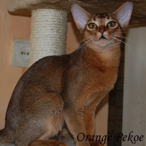 Orange Pekoe G'Pippi