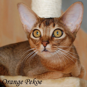 Orange Pekoe G'Pippi