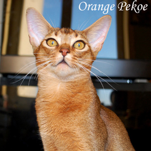 Orange Pekoe G'Pippi