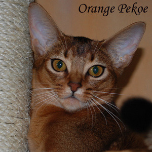 Orange Pekoe G'Pippi
