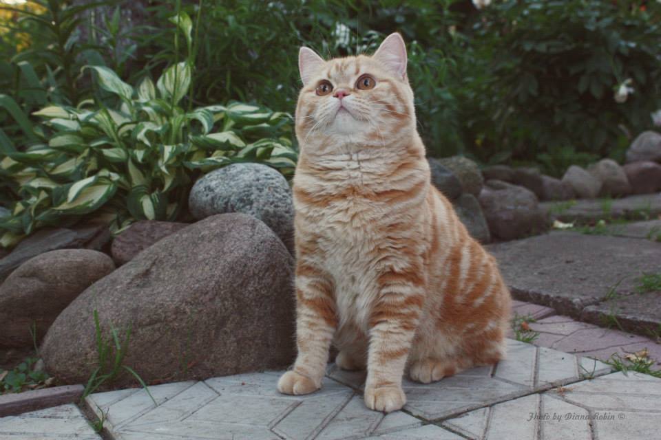 британская кошка