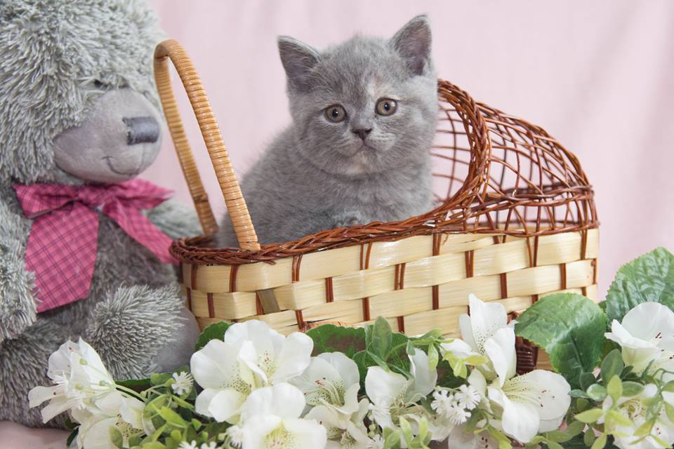 Британская кошка