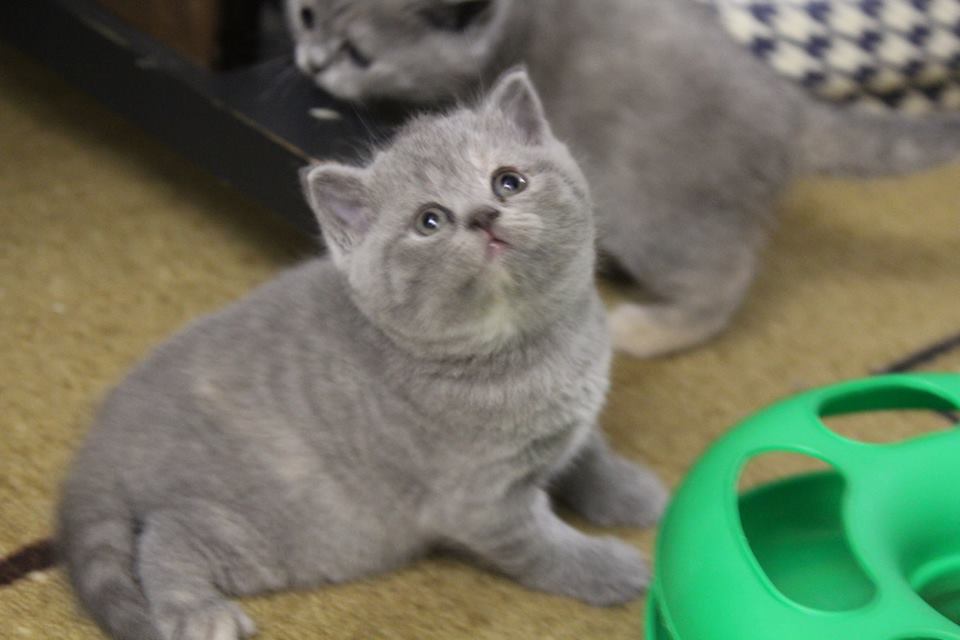 Британская кошка