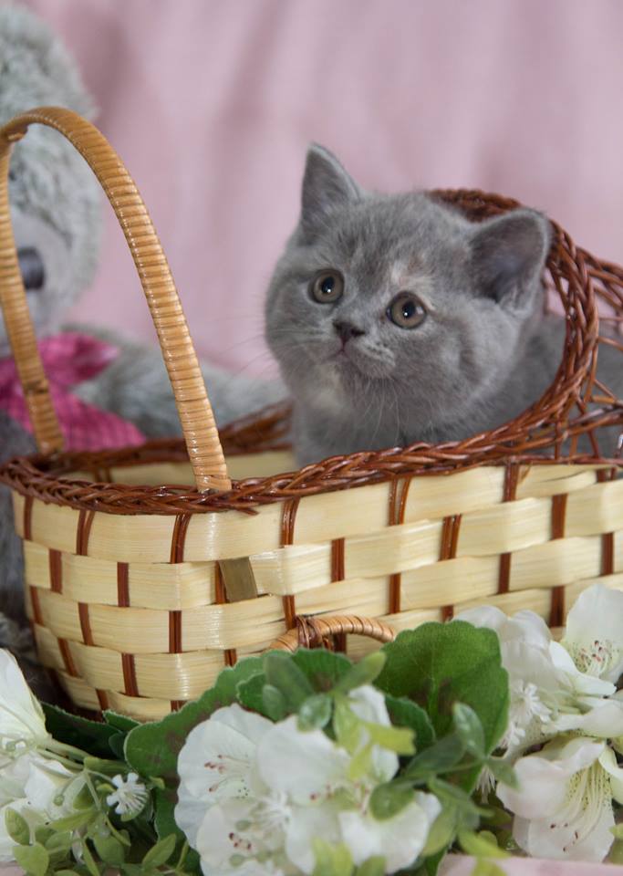 Британская кошка