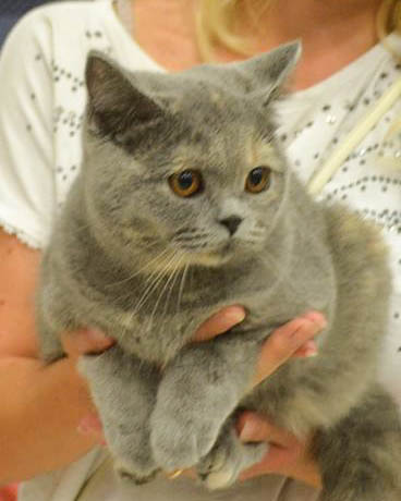 Британская кошка