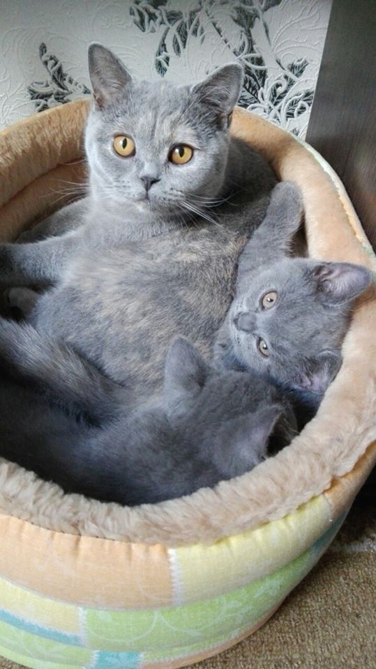 Британская кошка