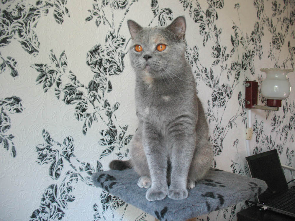 Британская кошка