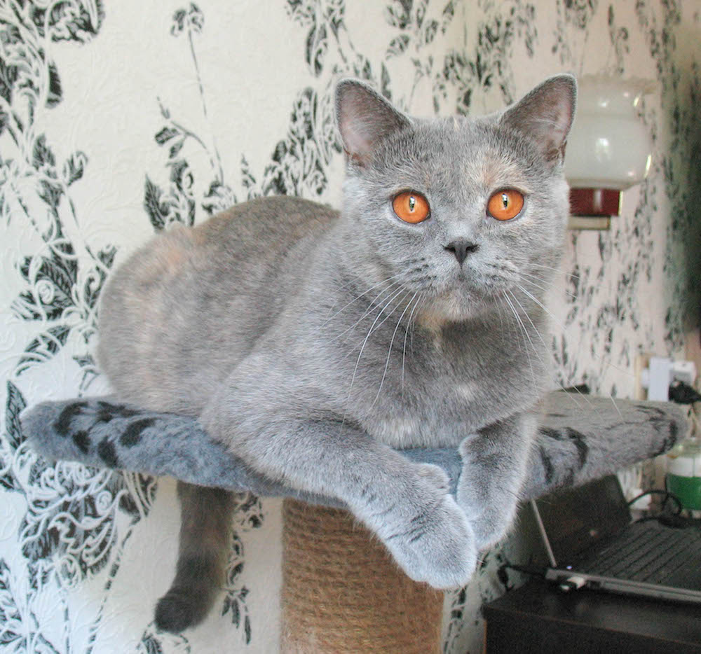 Британская кошка