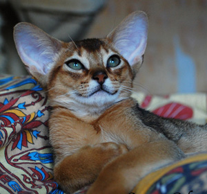 абиссинский кот