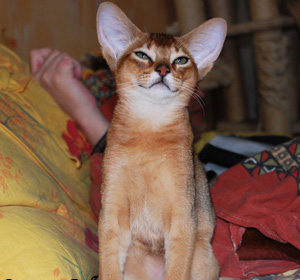 абиссинский дикий кот