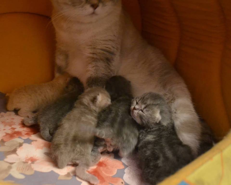 британские котята