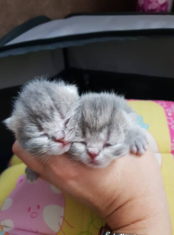 мраморные котята