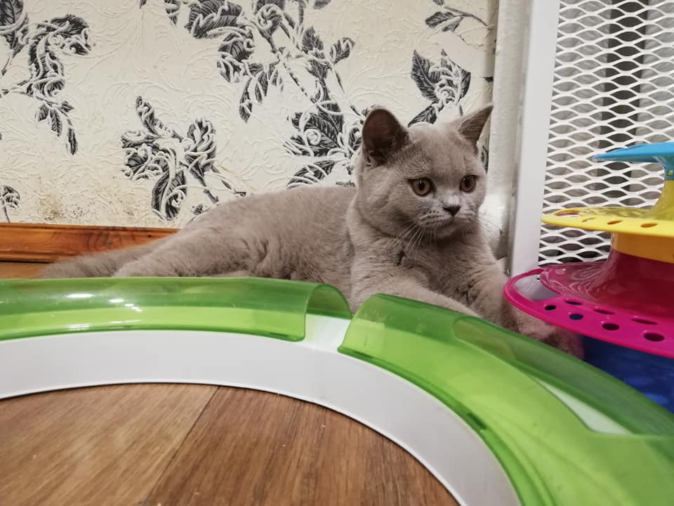 британский лиловый котенок