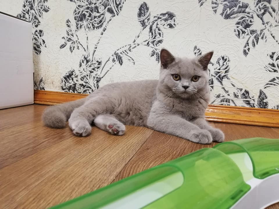британская лиловая кошка 