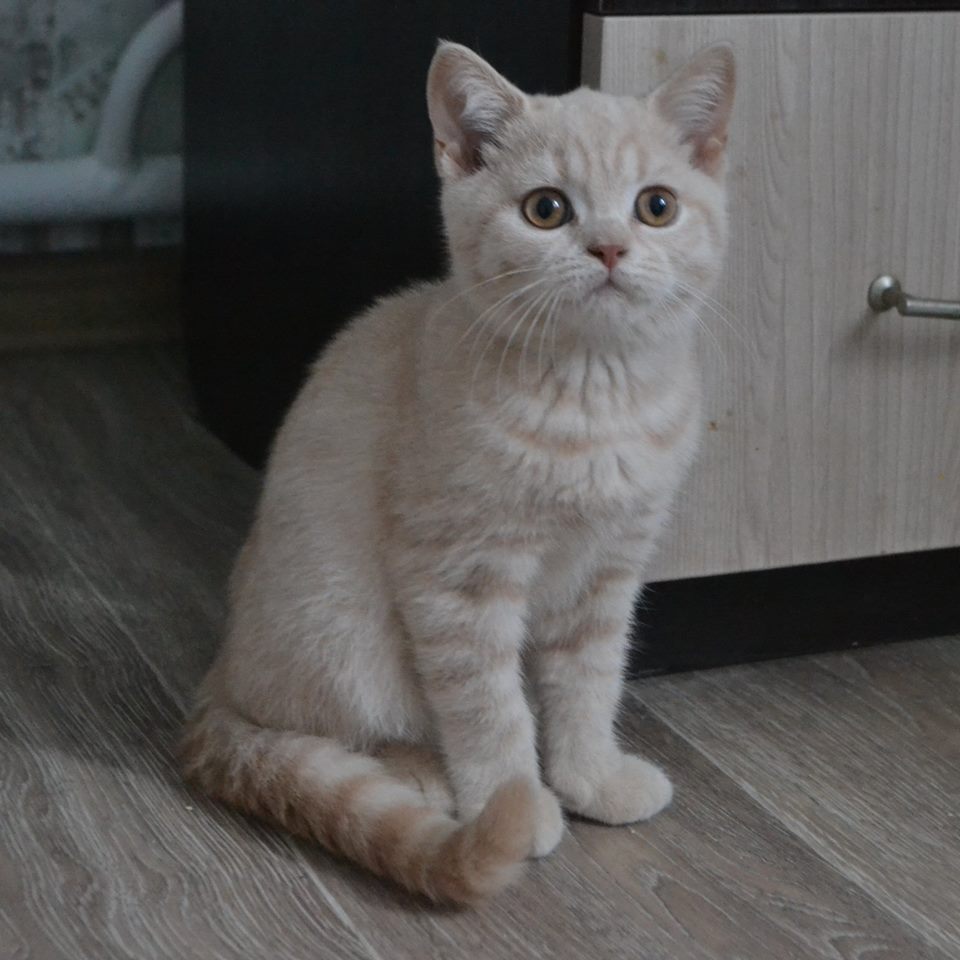 британский котенок кремового окраса