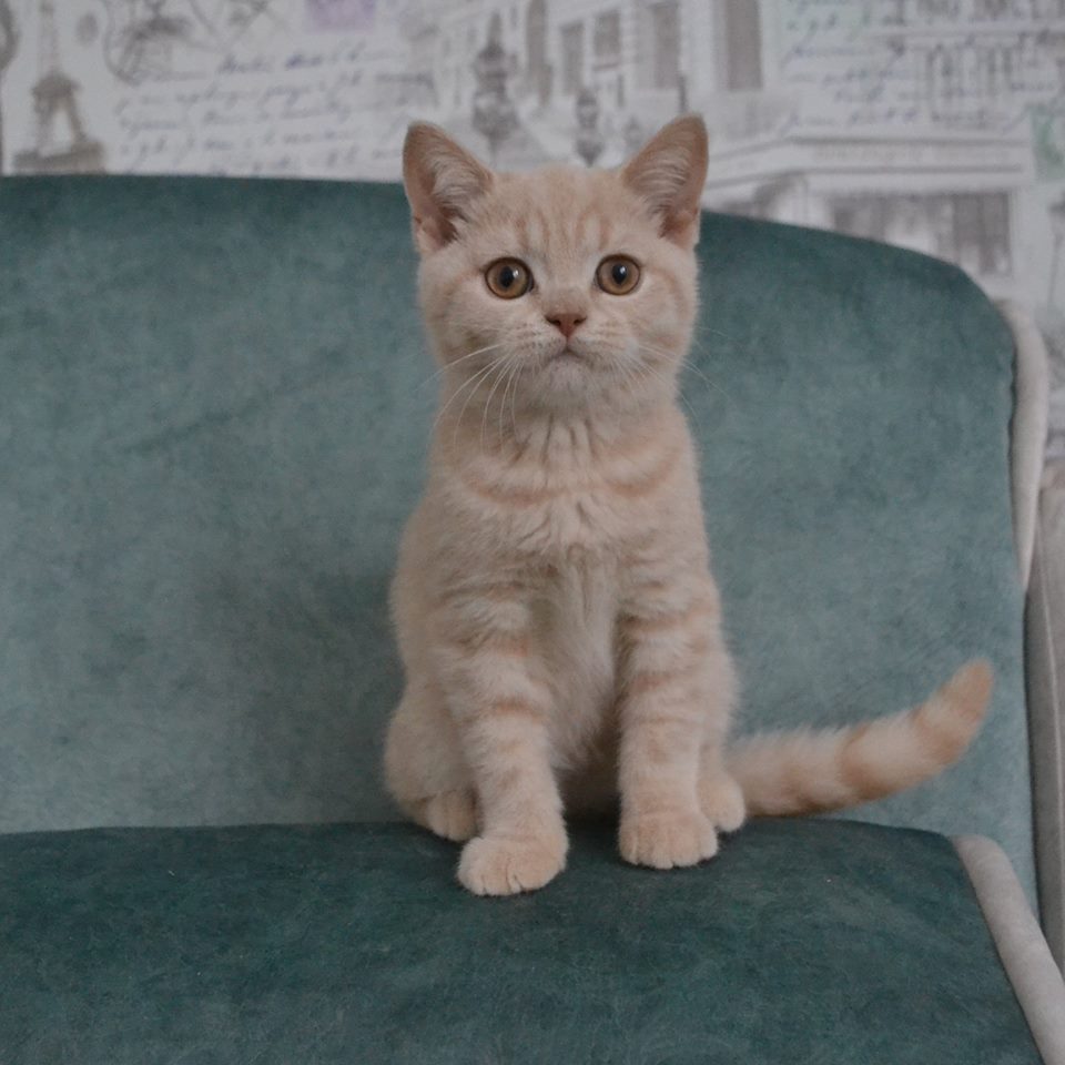 британский кремовый котенок