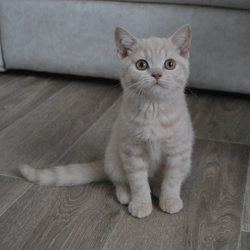 котик Бублик