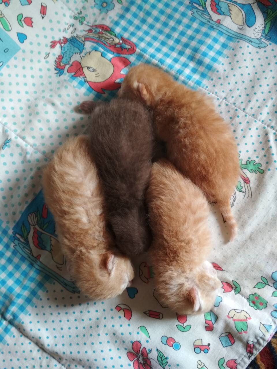 британские котята
