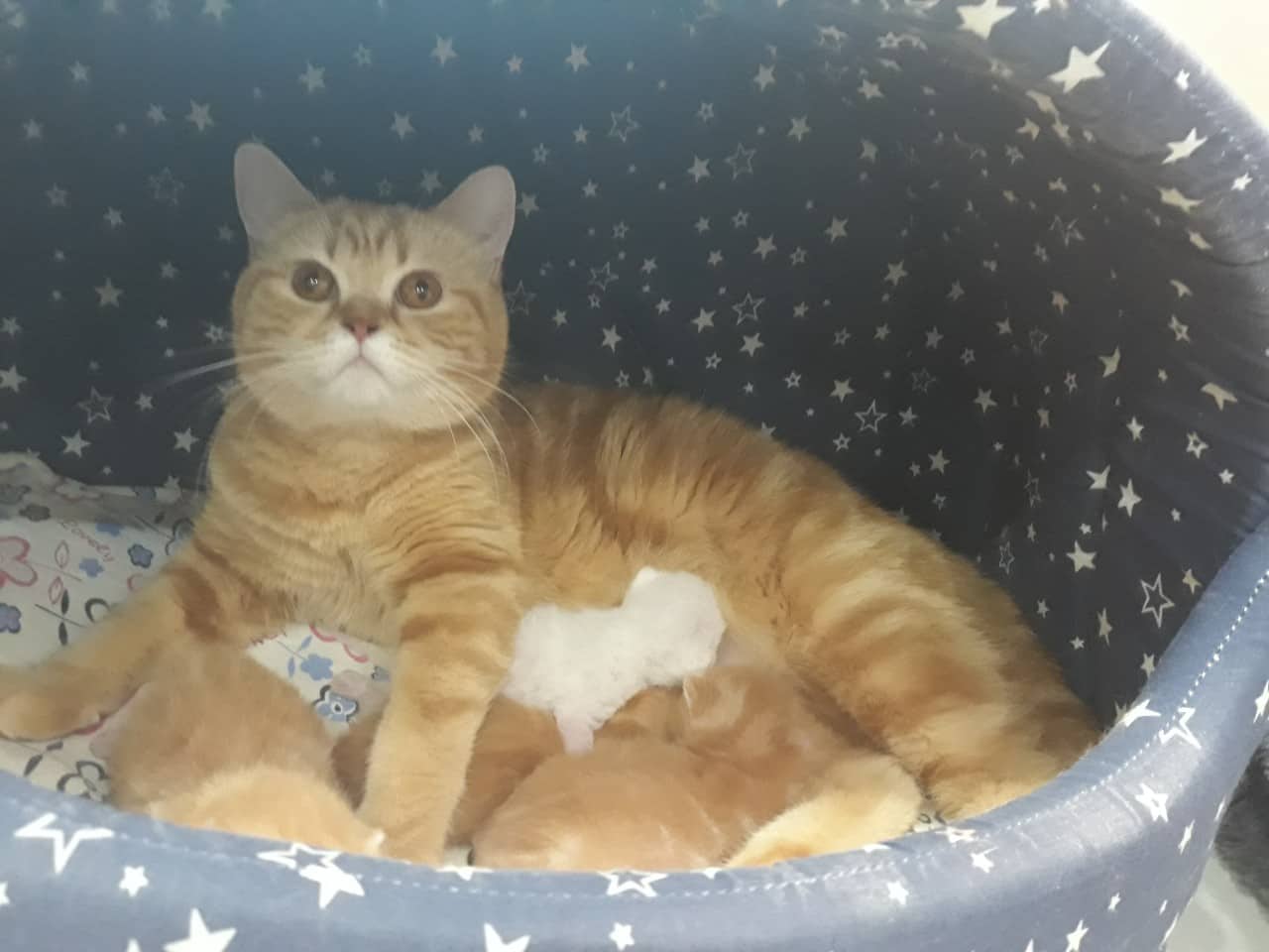 рыжие британские котята