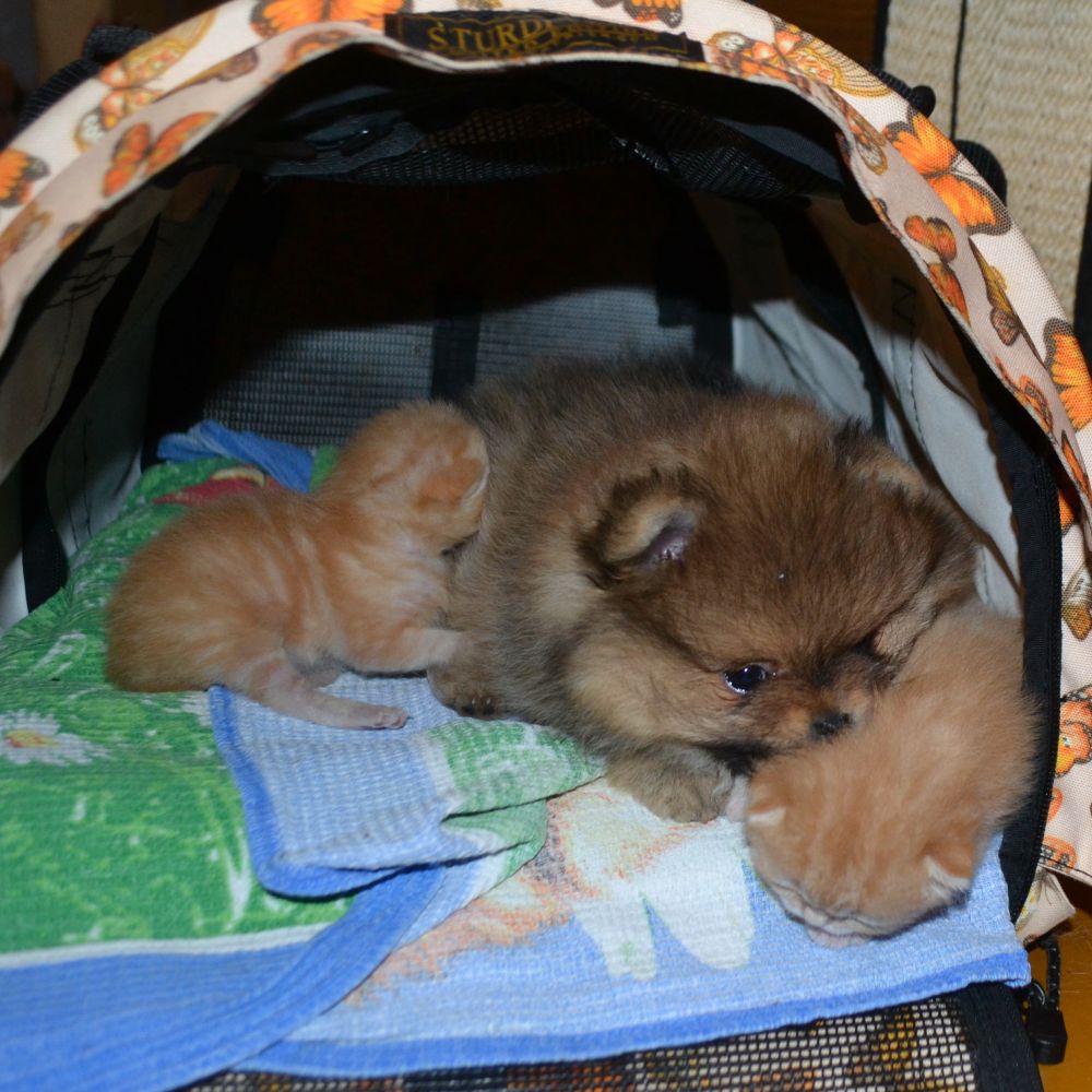 кошка и собака дома