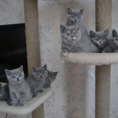 выбор породистого котенка