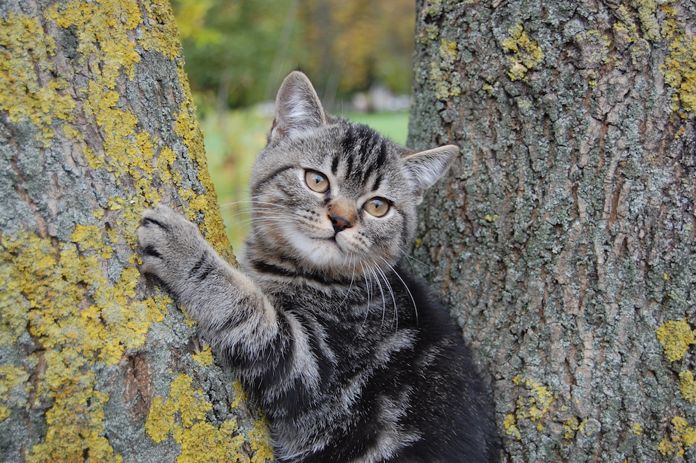 подобрать кота на улице