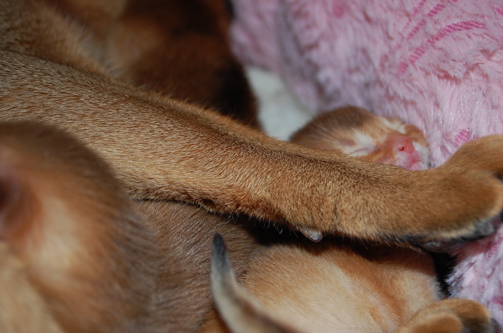 опасности для кошки дома